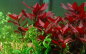 Preview: Ludwigia repens 'Rubin' - Rubin Ludwigia